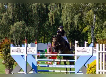Hannoveraner, Stute, 12 Jahre, 166 cm, Dunkelbrauner