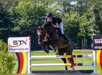 Hannoveraner, Stute, 12 Jahre, 166 cm, Dunkelbrauner