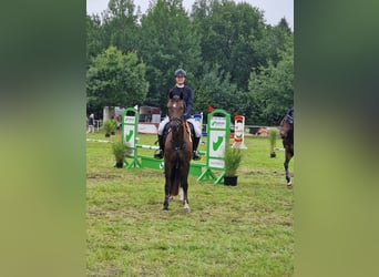 Hannoveraner, Stute, 12 Jahre, 166 cm, Dunkelbrauner