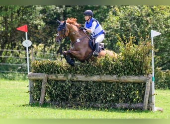 Hannoveraner, Stute, 12 Jahre, 166 cm, Fuchs