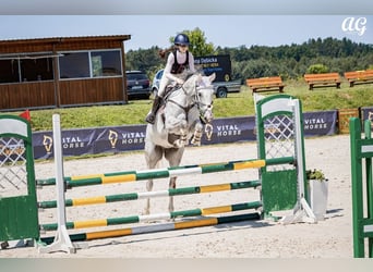 Hannoveraner, Stute, 12 Jahre, 166 cm, Schimmel