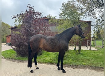 Hannoveraner, Stute, 12 Jahre, 167 cm, Dunkelbrauner