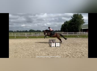 Hannoveraner, Stute, 12 Jahre, 167 cm, Dunkelbrauner