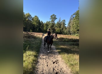 Hannoveraner, Stute, 12 Jahre, 167 cm, Dunkelbrauner