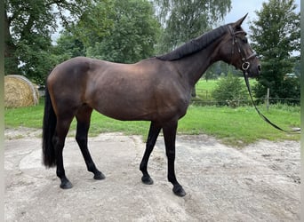 Hannoveraner, Stute, 12 Jahre, 167 cm, Dunkelbrauner