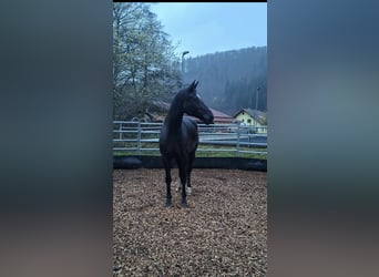 Hannoveraner, Stute, 12 Jahre, 167 cm, Rappe