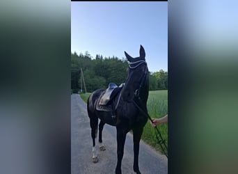 Hannoveraner, Stute, 12 Jahre, 167 cm, Rappe