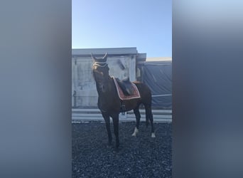 Hannoveraner, Stute, 12 Jahre, 167 cm, Rappe