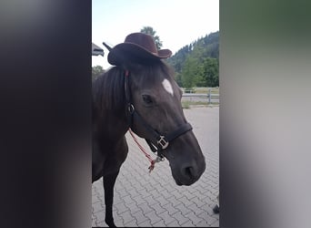 Hannoveraner, Stute, 12 Jahre, 167 cm, Rappe