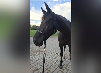 Hannoveraner, Stute, 12 Jahre, 167 cm, Rappe