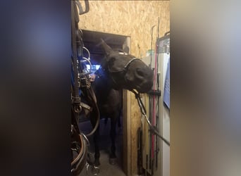 Hannoveraner, Stute, 12 Jahre, 167 cm, Rappe