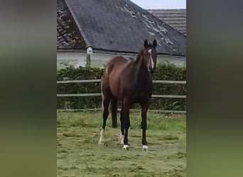 Hannoveraner, Stute, 12 Jahre, 168 cm, Brauner