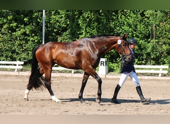 Hannoveraner, Stute, 12 Jahre, 168 cm, Brauner