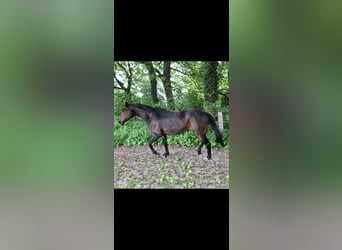 Hannoveraner, Stute, 12 Jahre, 168 cm, Dunkelbrauner