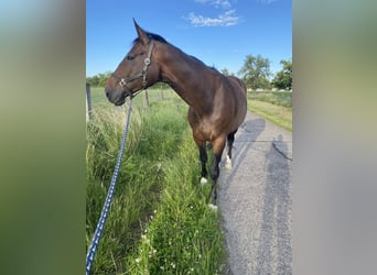 Hannoveraner, Stute, 12 Jahre, 168 cm, Dunkelbrauner