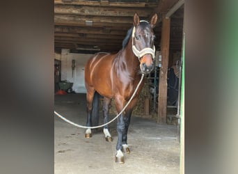 Hannoveraner, Stute, 12 Jahre, 168 cm, Dunkelbrauner