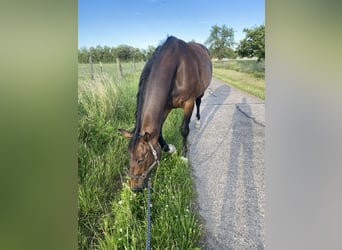 Hannoveraner, Stute, 12 Jahre, 168 cm, Dunkelbrauner