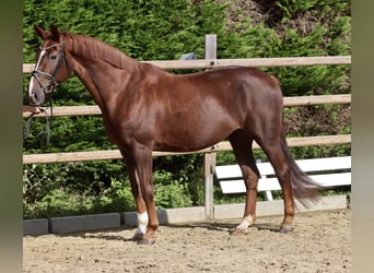 Hannoveraner, Stute, 12 Jahre, 168 cm, Dunkelfuchs