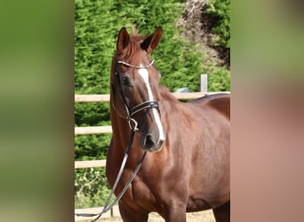 Hannoveraner, Stute, 12 Jahre, 168 cm, Dunkelfuchs