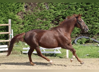 Hannoveraner, Stute, 12 Jahre, 168 cm, Dunkelfuchs