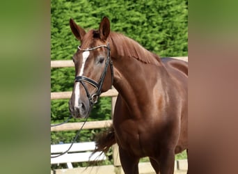 Hannoveraner, Stute, 12 Jahre, 168 cm, Dunkelfuchs