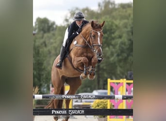 Hannoveraner, Stute, 12 Jahre, 168 cm, Fuchs