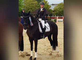 Hannoveraner, Stute, 12 Jahre, 168 cm, Rappe