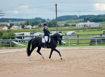 Hannoveraner, Stute, 12 Jahre, 168 cm, Rappe