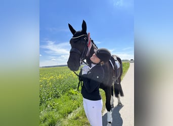 Hannoveraner, Stute, 12 Jahre, 168 cm, Rappe