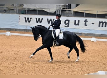 Hannoveraner, Stute, 12 Jahre, 168 cm, Rappe