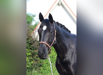 Hannoveraner, Stute, 12 Jahre, 168 cm, Rappe