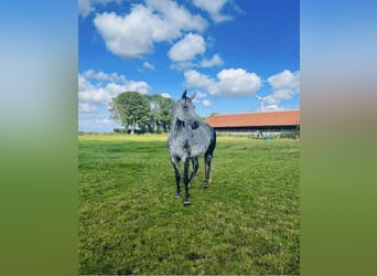 Hannoveraner, Stute, 12 Jahre, 168 cm, Schimmel