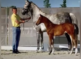 Hannoveraner, Stute, 12 Jahre, 168 cm, Schimmel