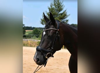 Hannoveraner, Stute, 12 Jahre, 168 cm, Schwarzbrauner