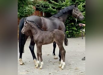 Hannoveraner, Stute, 12 Jahre, 168 cm, Schwarzbrauner