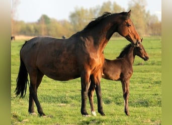 Hannoveraner, Stute, 12 Jahre, 168 cm, Schwarzbrauner