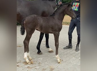 Hannoveraner, Stute, 12 Jahre, 168 cm, Schwarzbrauner