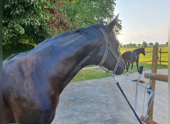 Hannoveraner, Stute, 12 Jahre, 168 cm