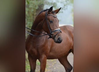 Hannoveraner, Stute, 12 Jahre, 169 cm, Brauner