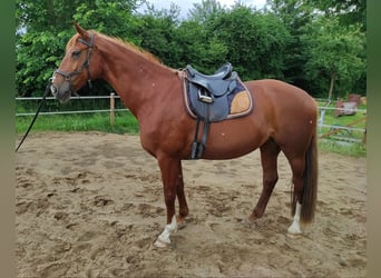 Hannoveraner, Stute, 12 Jahre, 169 cm, Fuchs