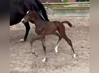 Hannoveraner, Stute, 12 Jahre, 169 cm, Schwarzbrauner