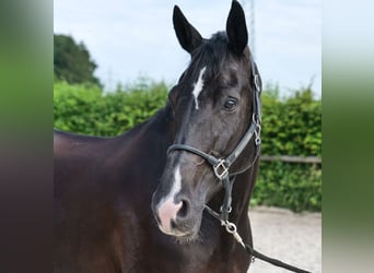 Hannoveraner, Stute, 12 Jahre, 170 cm