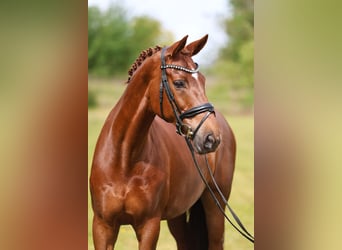 Hannoveraner, Stute, 12 Jahre, 170 cm, Fuchs