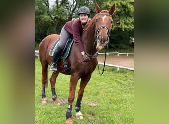 Hannoveraner, Stute, 12 Jahre, 170 cm, Fuchs