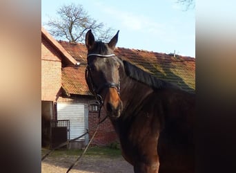 Hannoveraner, Stute, 12 Jahre, 170 cm, Schwarzbrauner