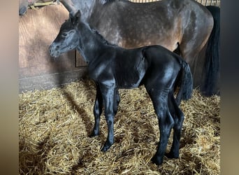 Hannoveraner, Stute, 12 Jahre, 170 cm, Schwarzbrauner