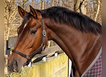 Hannoveraner, Stute, 12 Jahre, 171 cm, Brauner
