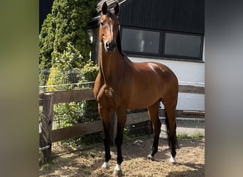 Hannoveraner, Stute, 12 Jahre, 171 cm, Brauner