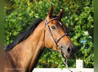 Hannoveraner, Stute, 12 Jahre, 171 cm, Brauner