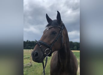 Hannoveraner, Stute, 12 Jahre, 171 cm, Dunkelbrauner